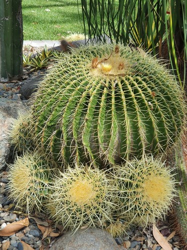 Echinocactus grusonii - Golden Barrel, Golden Ball Cactus - SET OF 7 - (25250) - Picture 7 of 8