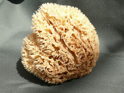 Natural Bath Sea Sponge Fine silk soft Organic Greek Sponges 5.5'' - 1
