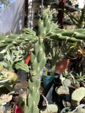Cholla Cylindropuntia  Buckhorn Cactus 13"Tall #13G Succulent Houseplant
