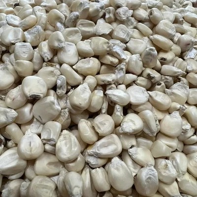 10 lbs Silver King White Corn Non-GMO Seed for Brewing, Distilling, or Planting