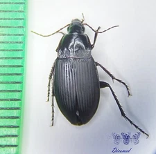 Coleoptera Carabidae Calathus fuscipes signaticornis Female HighQ Sicily, Italy
