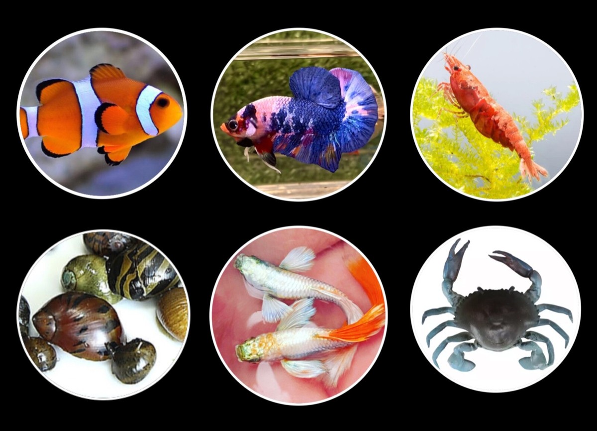 邦楽 LIVE FISH COMPLETE BOX Live-Fish-Transport-Box-