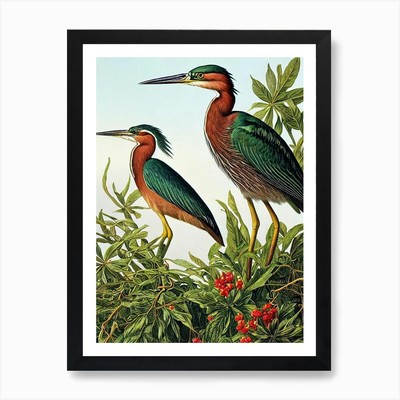 Green Heron Haeckel Style Vintage I Framed Wall Art Poster Canvas Print Picture