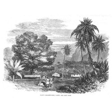 TAHITI Albero di Tamarindo di Cuoco - Stampa antica 1868