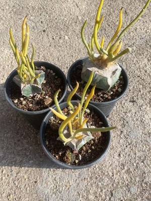 1PCS Caput-medusae Variegated Astrophytum Succulent Cactus Plant