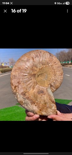 603G Riesig Selten! Natürlicher Tentakel Ammonit Fossil Präparat Muschel Madagas - Bild 3 von 4
