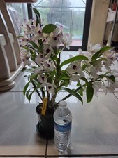 Dendrobium Love Memory  Fizz  White Purple FRAGRANT IN POT 16"-17" TALL