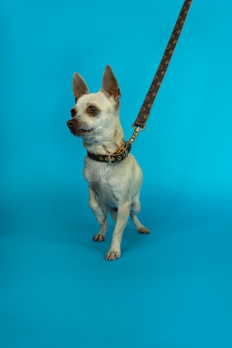 Black Dog Leash & Collar set, Designer Fashion Luxury Collar PU Leather Monogram - Picture 9 of 9