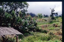 1980 Slide View From River Queen Smith's Boats Wailua River Kauai Hawaii #3953