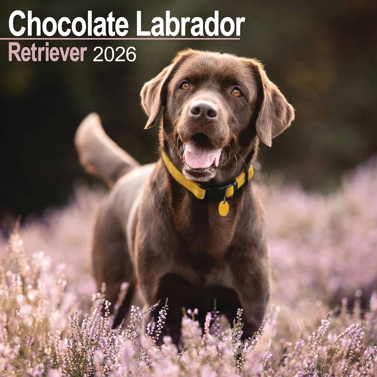 Chocolate Labrador Retriever Calendar 2026, Wall Calendars, Month To View, Gift