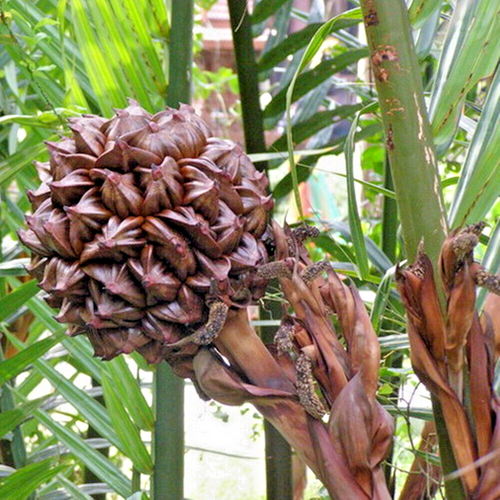 Nipa Palm 1 seme Atap Palm Nypa Fruticans palma mangrovia dalla Thailandia - Foto 1 di 11