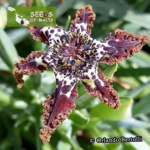 Ferraria crispa, F. undulata, Starfish lily, Starfish iris, 20-100 fresh seeds - Picture 1 of 12