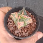 Foto 15 di 16
