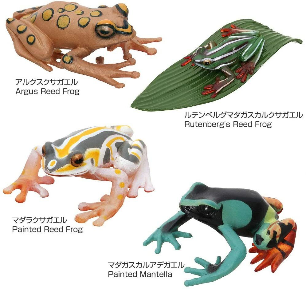 COLORATA Real Figure Tropical Rain Forest FROGS BOX New Japan F/S