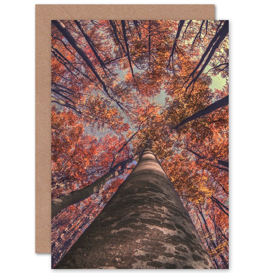 Birch Forest In Autumn Card With Envelope
