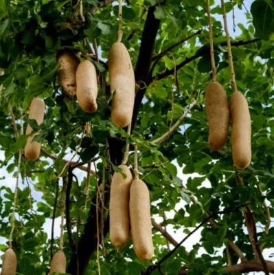 VIVAIO GARDEN FOREST Pianta di Kigelia africana (Albero delle salsicce) piante tropicali, foto reali