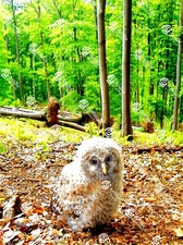 Photo Digital Wallpaper Image Picture Background animal owl forest bird 68