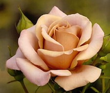 Floribunda Koko Loko rose -3 cuttings,no root...
