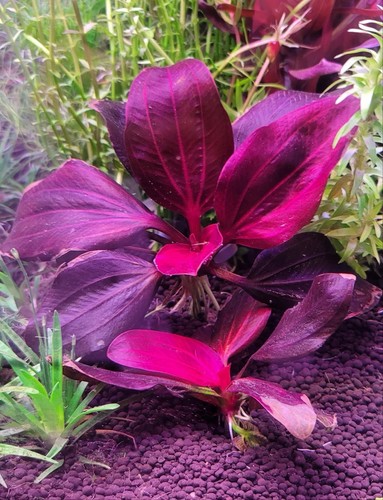 1 Iguazu 2009 Red Sword Plant! live aquarium plants. FREE S/H Rare!!