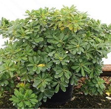 Pittosporum Green  3 Gallon  Pittosporum tobira  Low Maintenance  Hardy