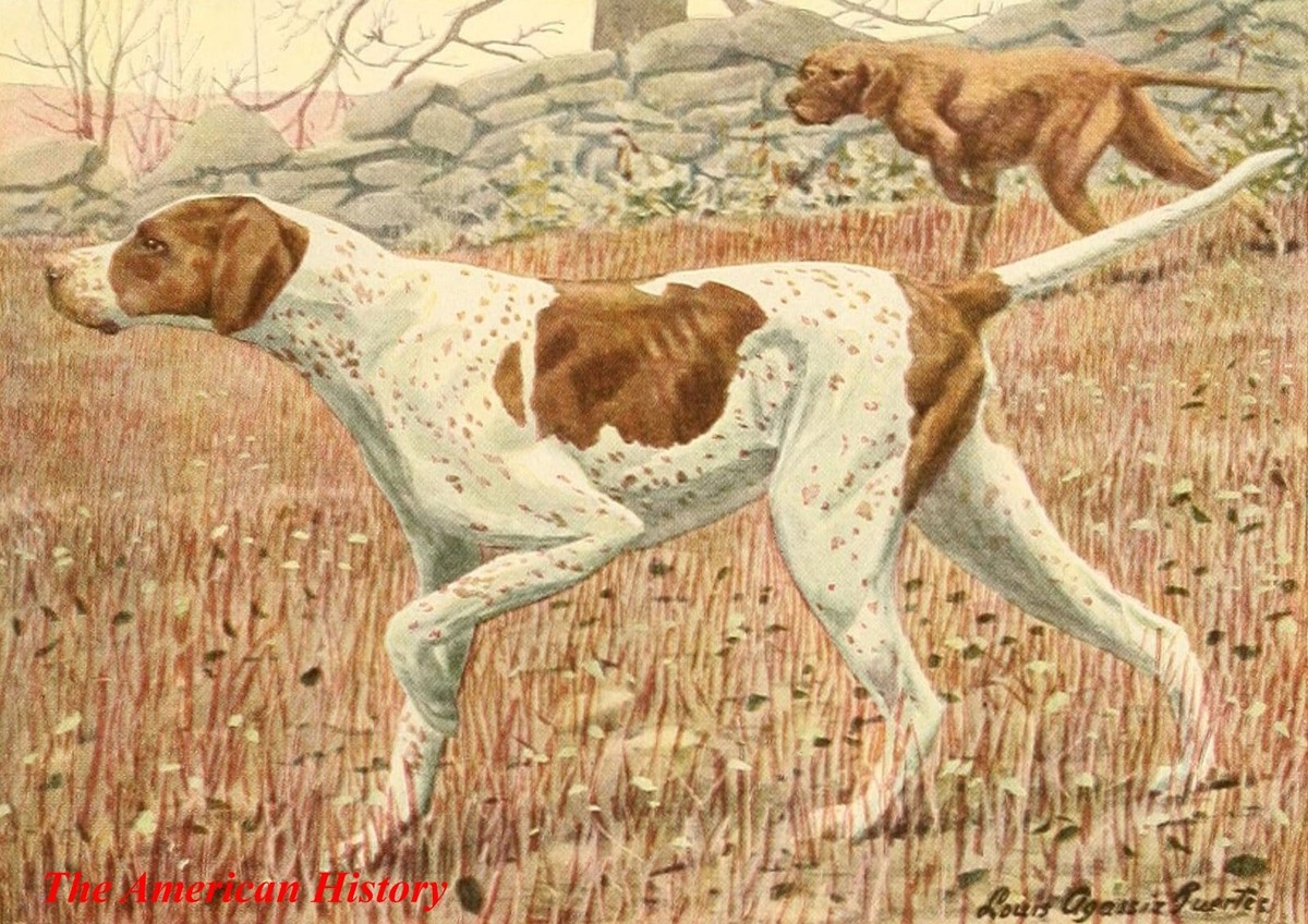 3507 Fuertes, L.A. (1874-1927) - Book of Dogs 1919 - Pointer