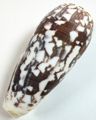 Cone Shell 94.4mm Conus striatus Large Brown Indo Pacific Collector Specimen