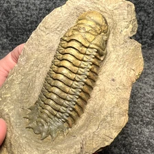 Crotalocephalina (Crotalocephalus) gibbus Trilobite Fossil – Large Specimen