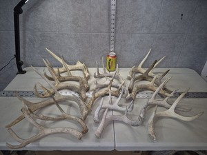 ALL SHEDS Bulk Lot! 9.2lb Wild Cgrade Whitetail Deer Antler Horn Decor Weathered