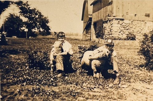 Photographie ancienne mouton 1930 noir et blanc