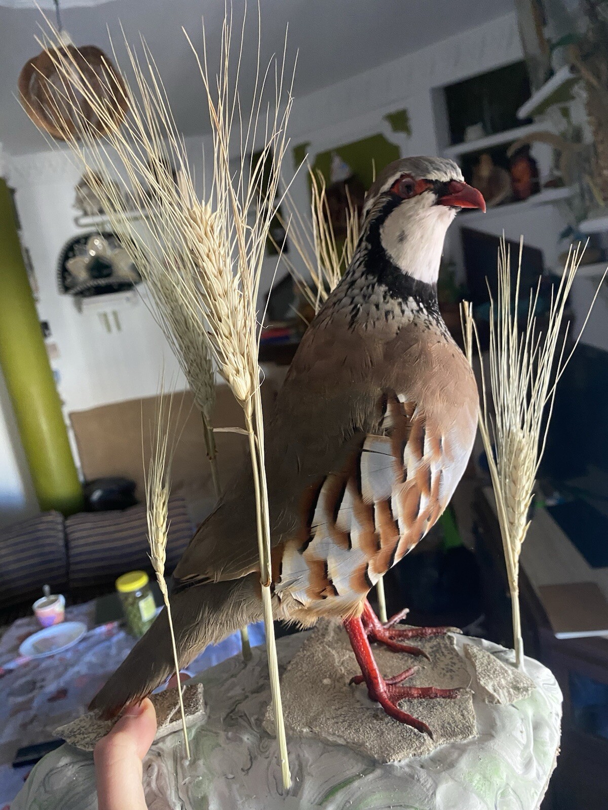 Taxidermia. Perdiz En Base De Escayola