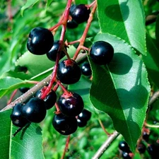 Black Cherry Tree Seeds (Prunus serotina) Hardy-3 Fast, Fall Color Flower Plant