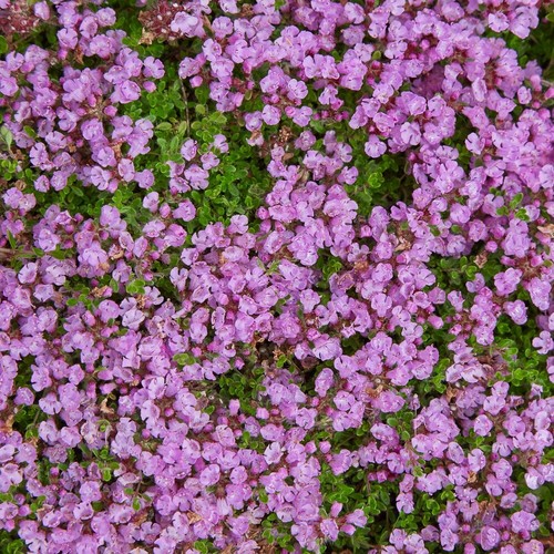 TEPPICHTHYMIAN 400+ Samen THYMUS SERPYLLUM winterhart BODENDECKER