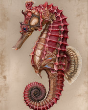 8x10 Seahorse red illustration on parchment - vintage parchment - 924922288