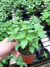 Buy 1 Get 1 Free - 5000 Thai Basil Seeds (Non-GMO) 