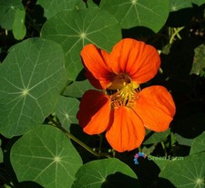 50 Seeds Tropaeolum Majus Garden Nasturtium Indian Monk's Cress Flowering