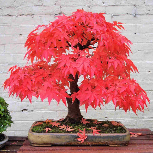 20pcs Blue Japanese Maple Tree Bonsai Seeds Acer Palmatum Atropurpureum Plant For Sale Online Ebay