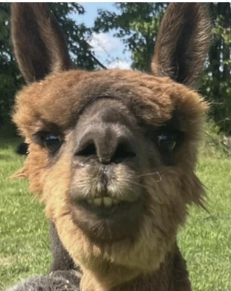 Big Bag Of Raw, Unwashed Alpaca Fiber Wool - Image 3 of 3