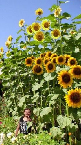 winterharte Riesen-Sonnenblumen große schnellwüchsige Pflanzen im für den Garten - Bild 1 von 1