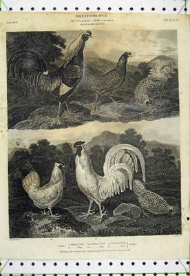 Original alter antiker Druck 180 Ornithologie Fasan Gemeiner Argus Silbervogel