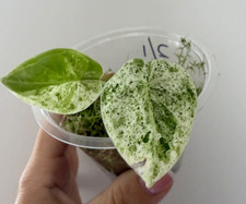 Alocasia Dragon Scale Mint Variegated Rare Aroid #2/1