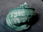 Turbo marmoratus 185mm closer to 8 inches  super heavy like a rock" MONSTER SIZE