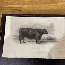 ANTIQUE FARMING PRINT 1860 A POLLED SCOT - prized ox bred by McCombie TILLYFOUR