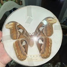Atlas Moth Butterfly Insect Bug Taxidermy Home Decor Interior Design