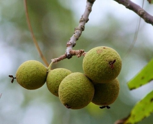 10 lbs. BLACK WALNUTS in the shell - Fall 2024 crop – our famous “squirrel nuts” - Picture 5 of 9