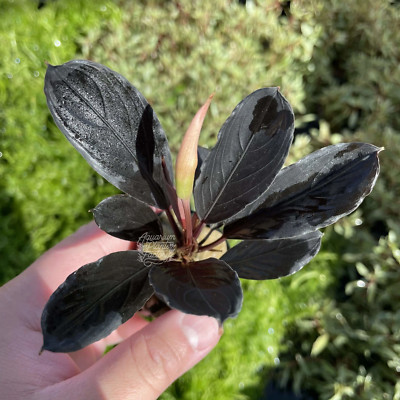 Bucephalandra Dark Skeleton King - Aquarium Plants Factory®, $48.99