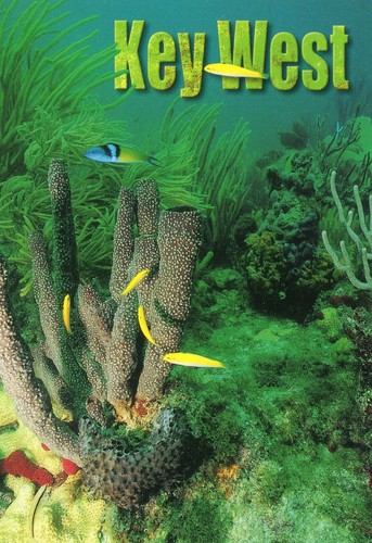 THE COLOUR REEF OFF OF KEY WEST-KEY WEST, FL  - Bild 1 von 2