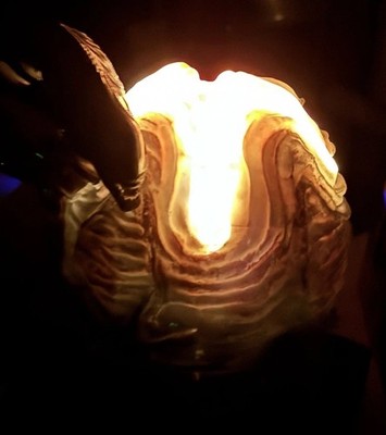 Alien Anthology Blu-ray Collector s Box Light Up Alien Egg Statue 