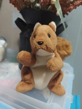 Ty Beanie Baby Nuts The Squirl !!!*retire Plush Tag Error *
