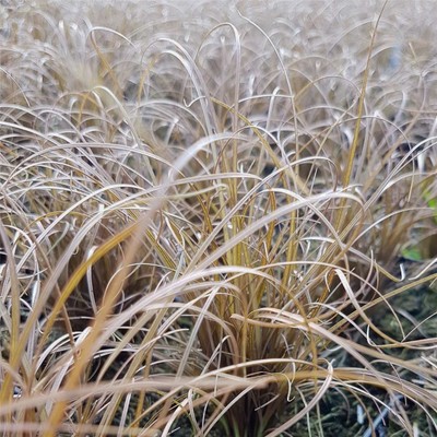 Ananas zimmerpflanze