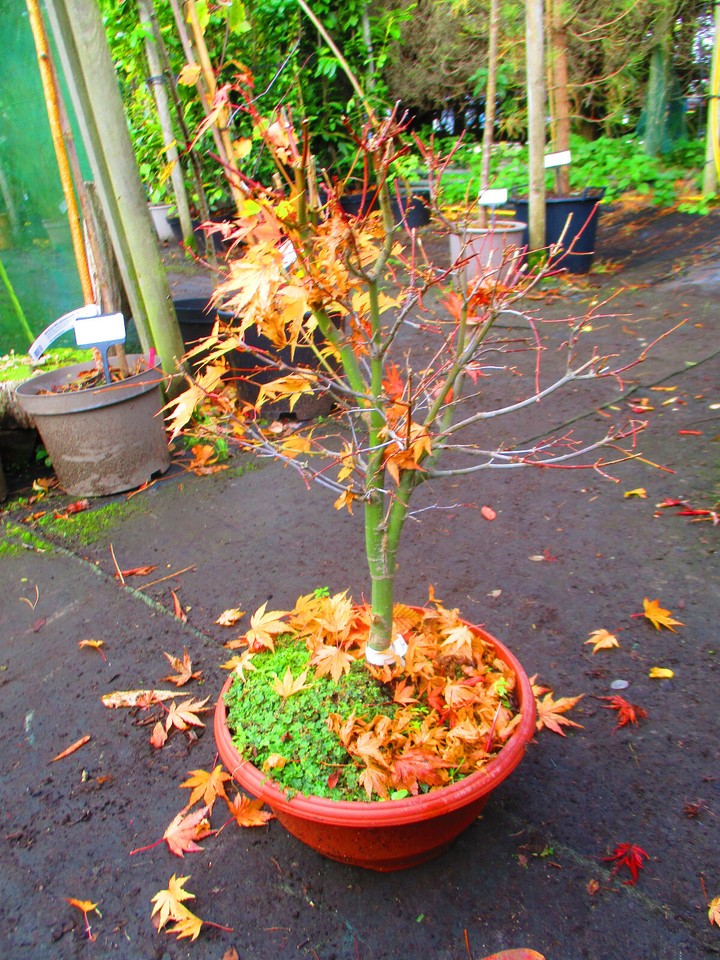 2ft inc. pot OUTDOOR Japanese Maple Bonsai Tree Acer Wilsons Pink